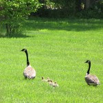 Geese family in True Buddha Temple Maryland
