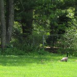 Geese family in True Buddha Temple Maryland