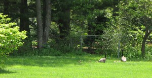Geese family in True Buddha Temple Maryland