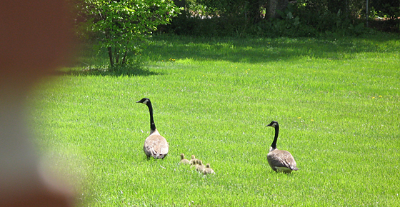 Geese family in True Buddha Temple Maryland